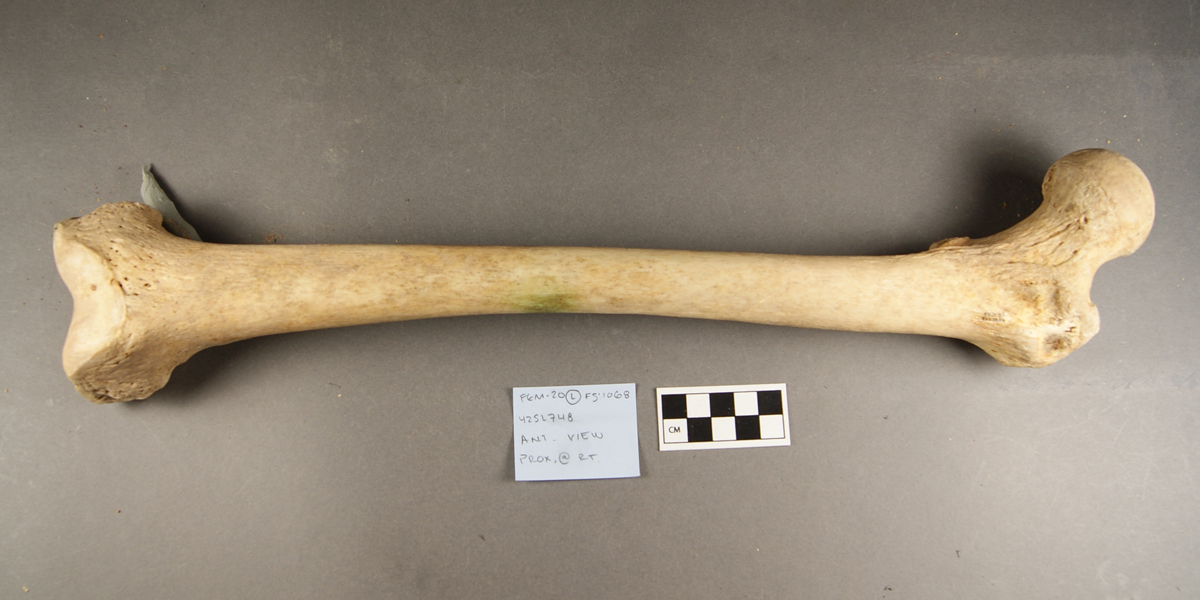Femur bone found in excavation at the University of Utah